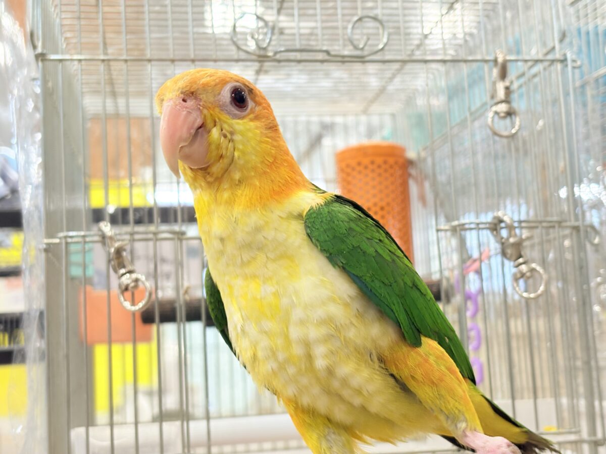 シロハラインコ