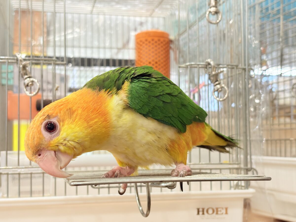 シロハラインコ