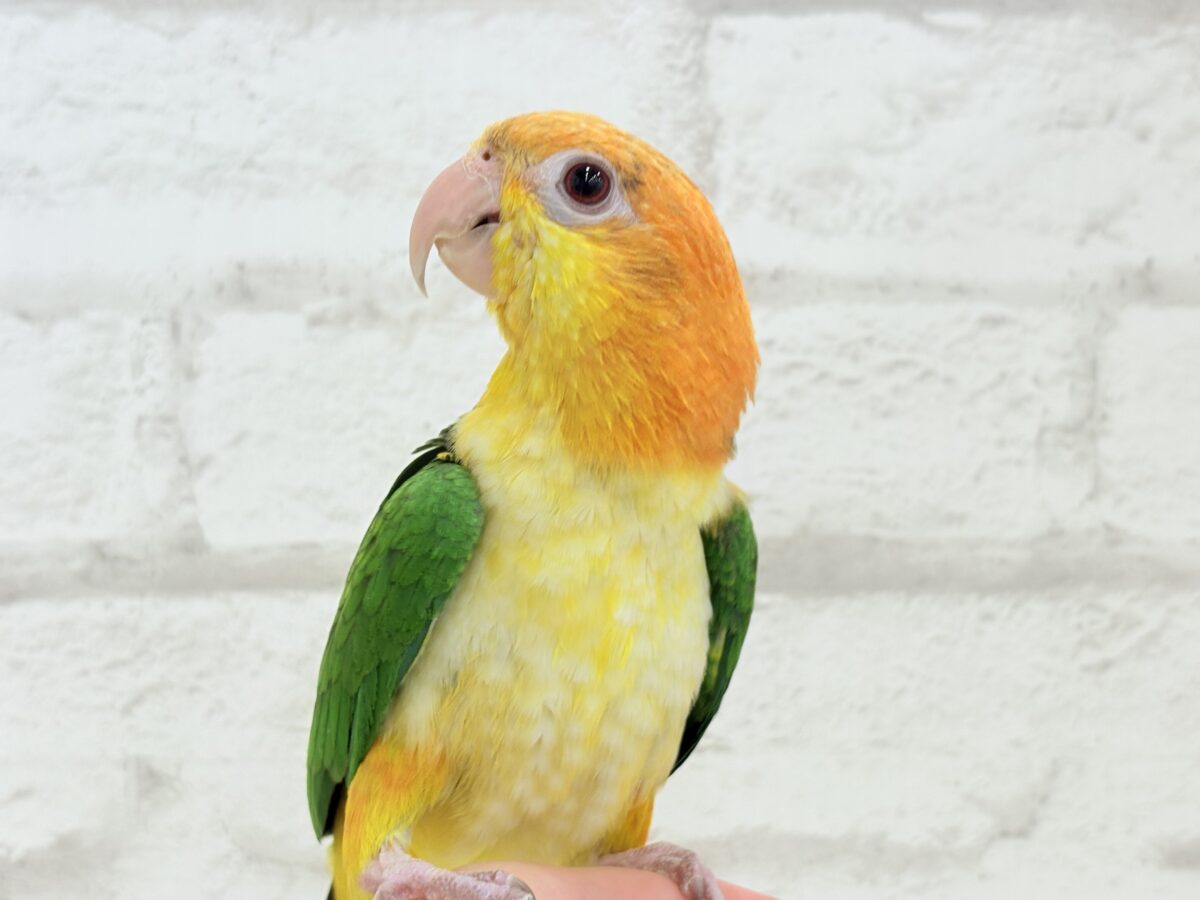 シロハラインコ