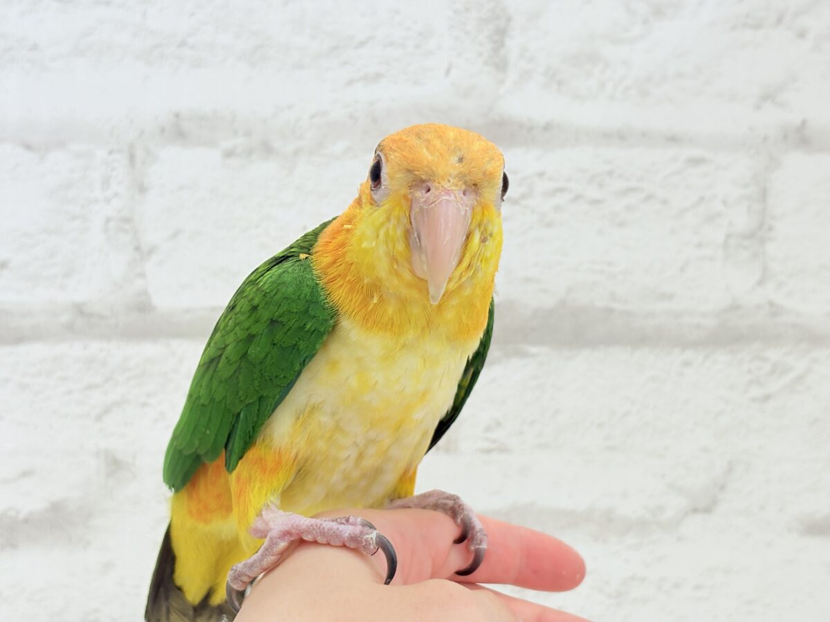 シロハラインコ