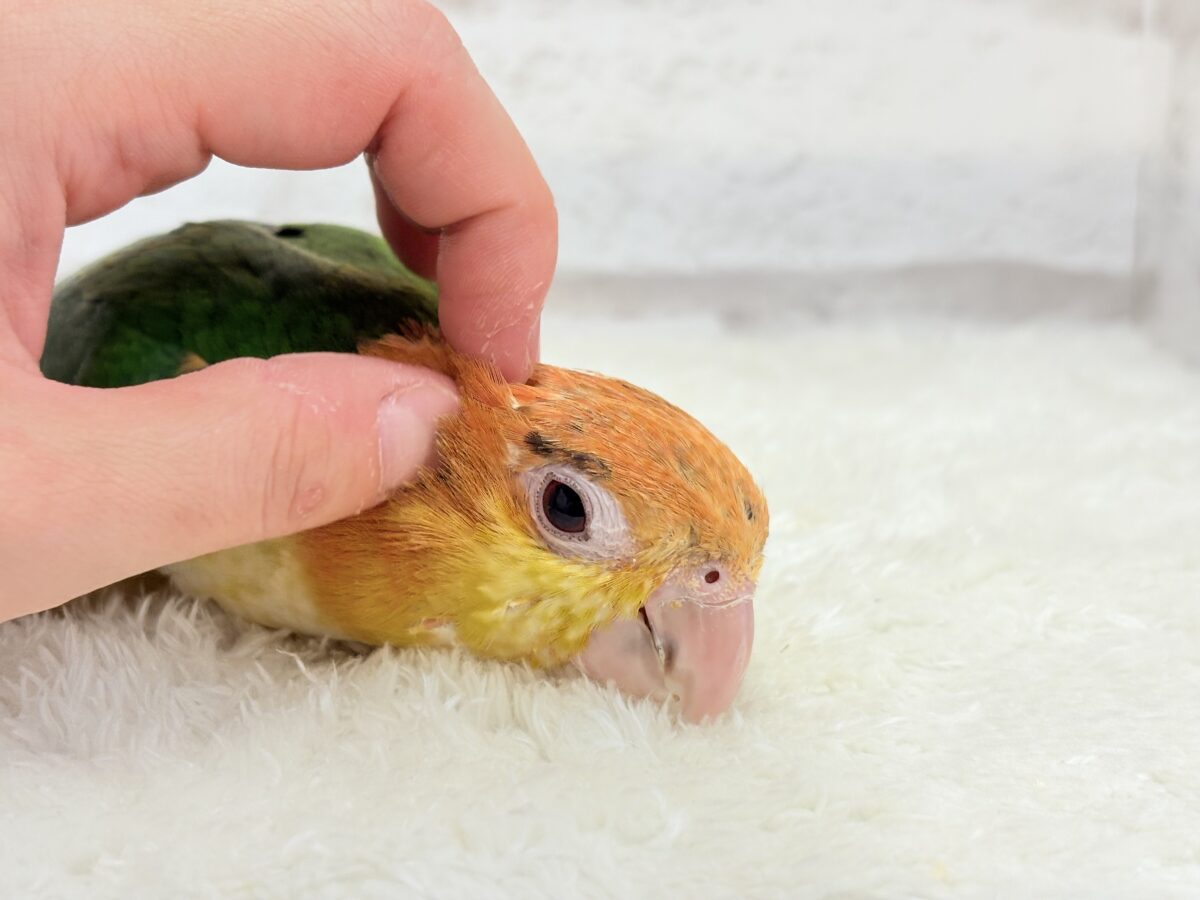 シロハラインコ
