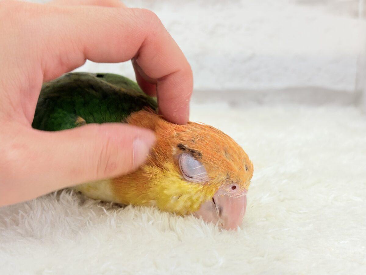 シロハラインコ