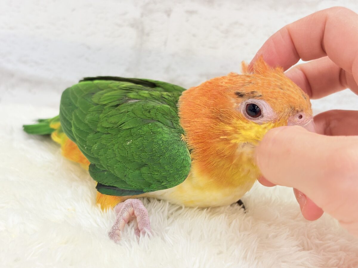 シロハラインコ