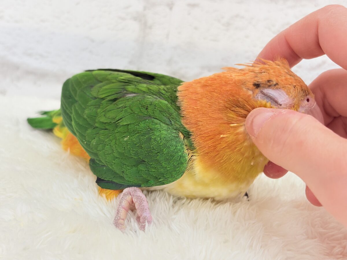 シロハラインコ
