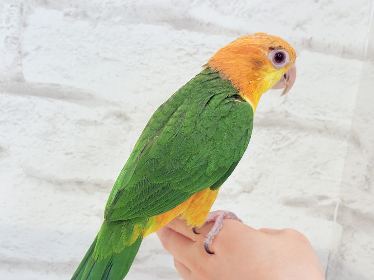 シロハラインコ