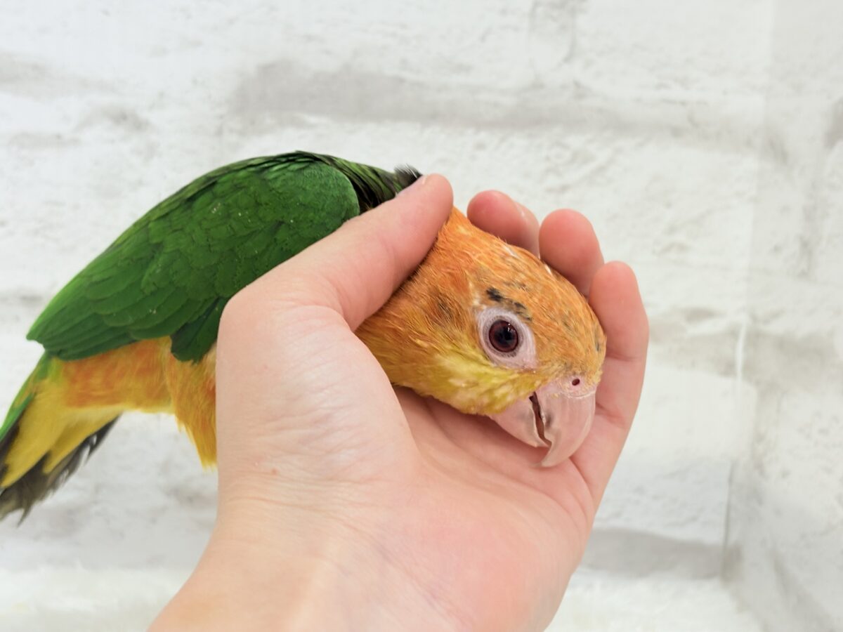 シロハラインコ