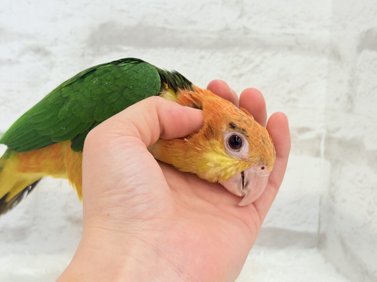 シロハラインコ