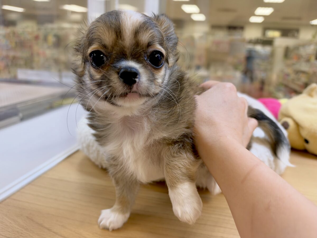 ふわふわもちもち(♡ω♡)チワワくん チワワ