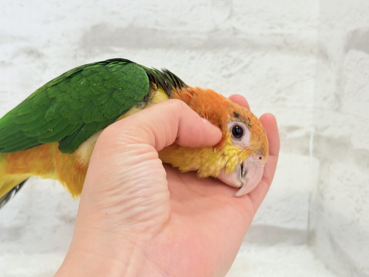 シロハラインコ