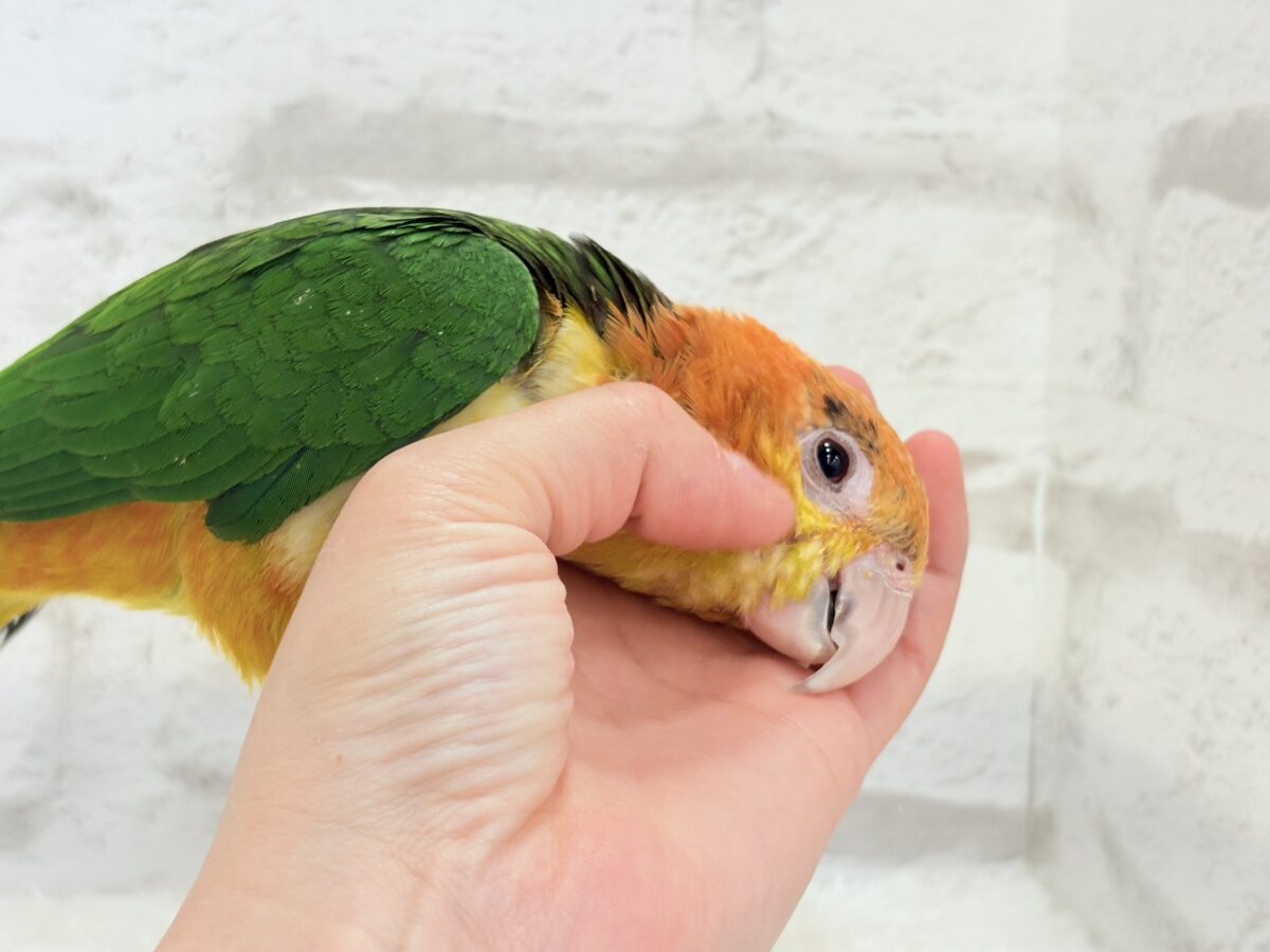 シロハラインコ
