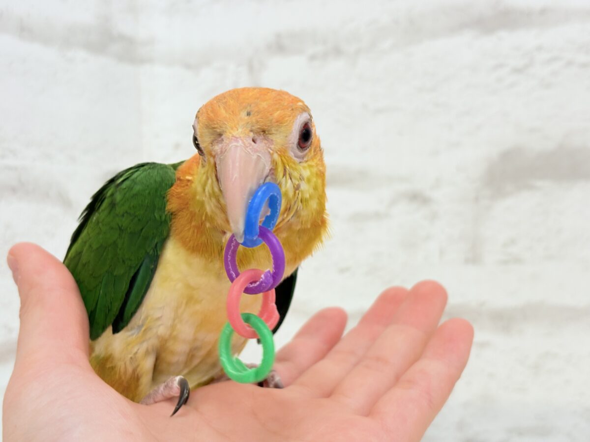 シロハラインコ