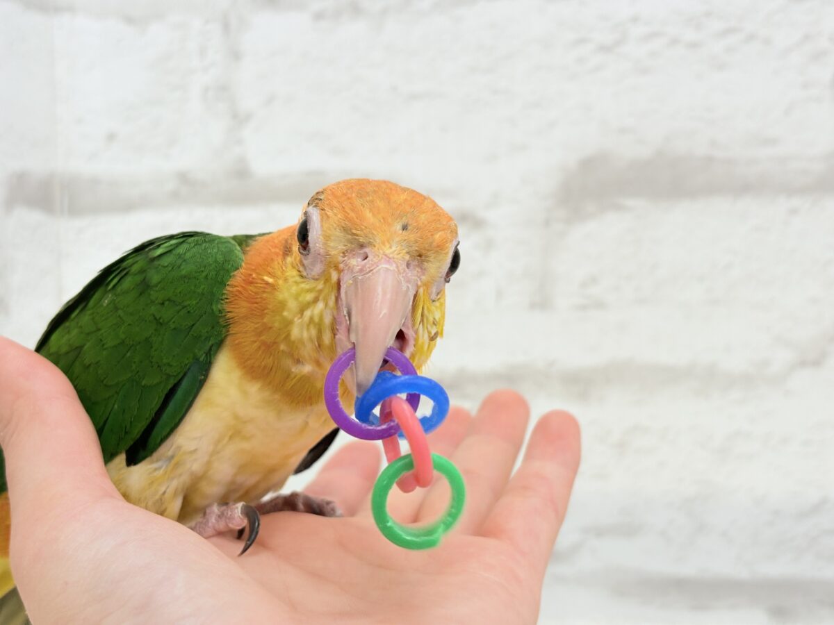 シロハラインコ