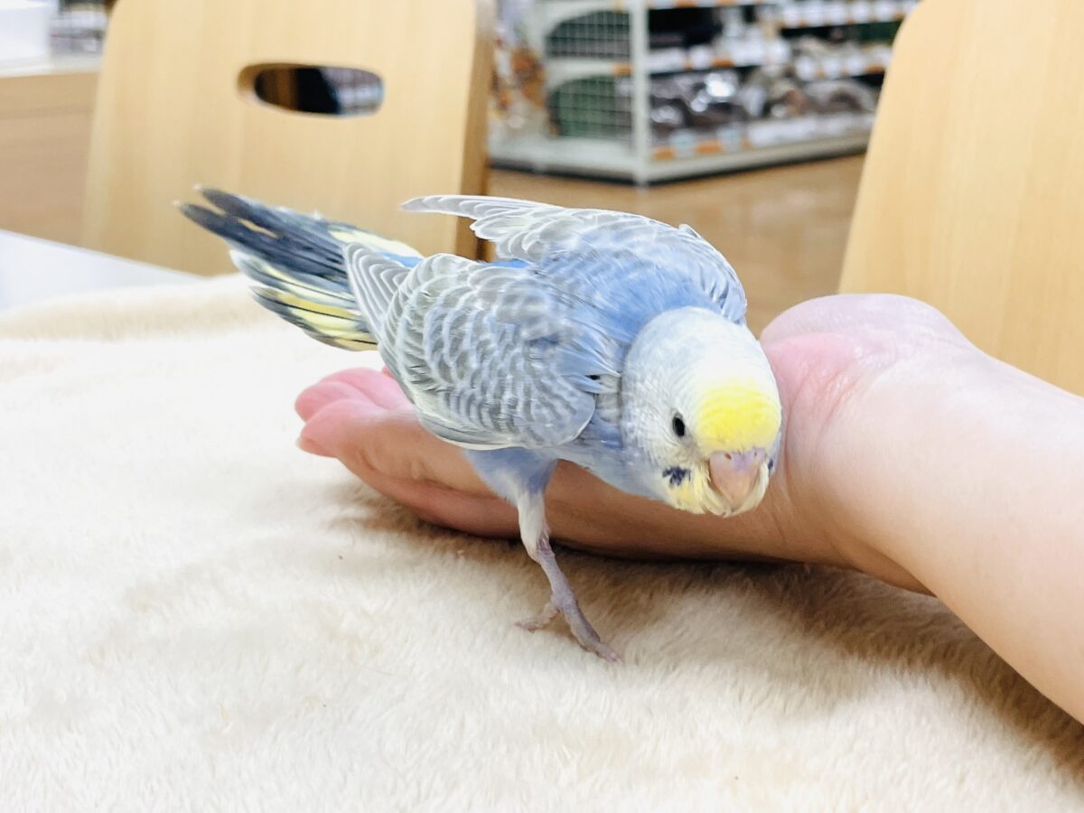 セキセイインコ