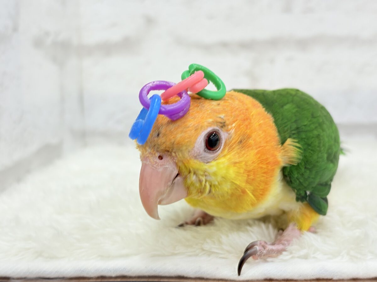 シロハラインコ
