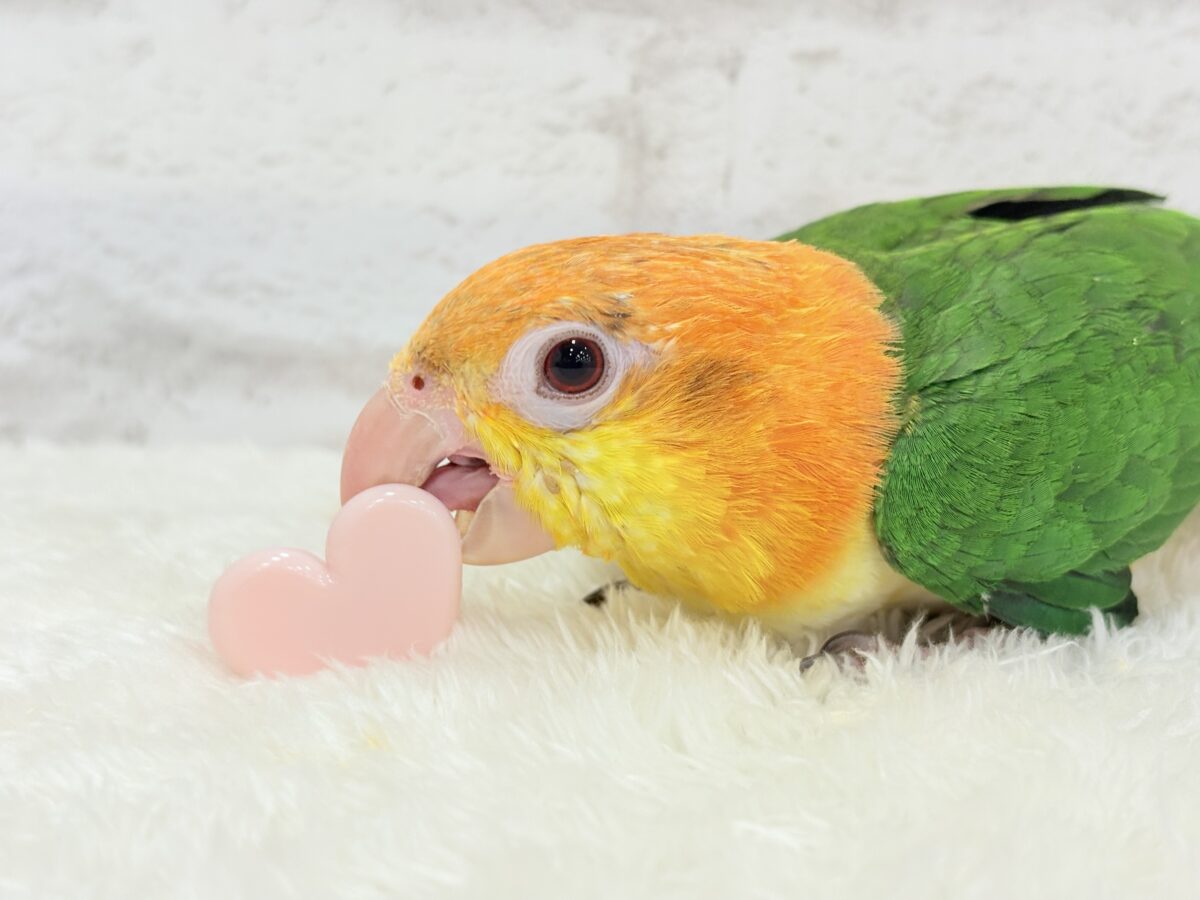 シロハラインコ