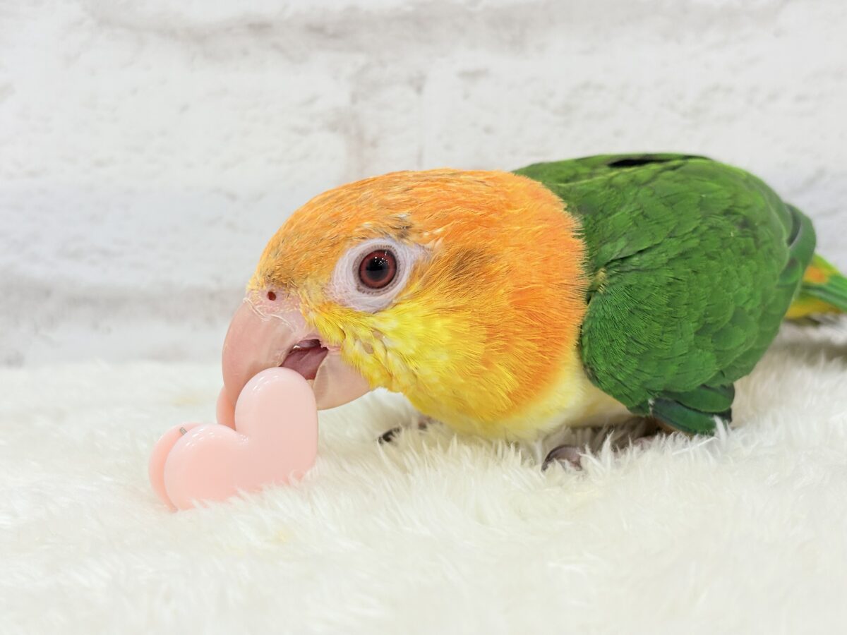 シロハラインコ