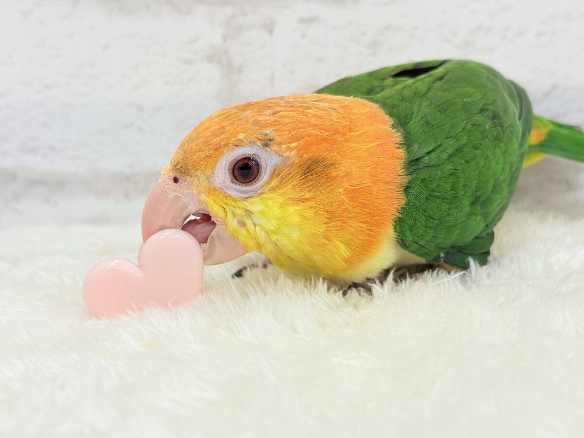 シロハラインコ