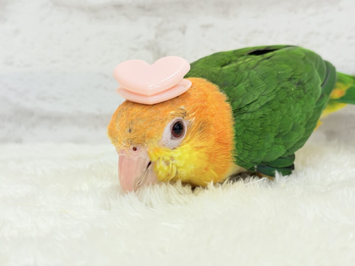 シロハラインコ