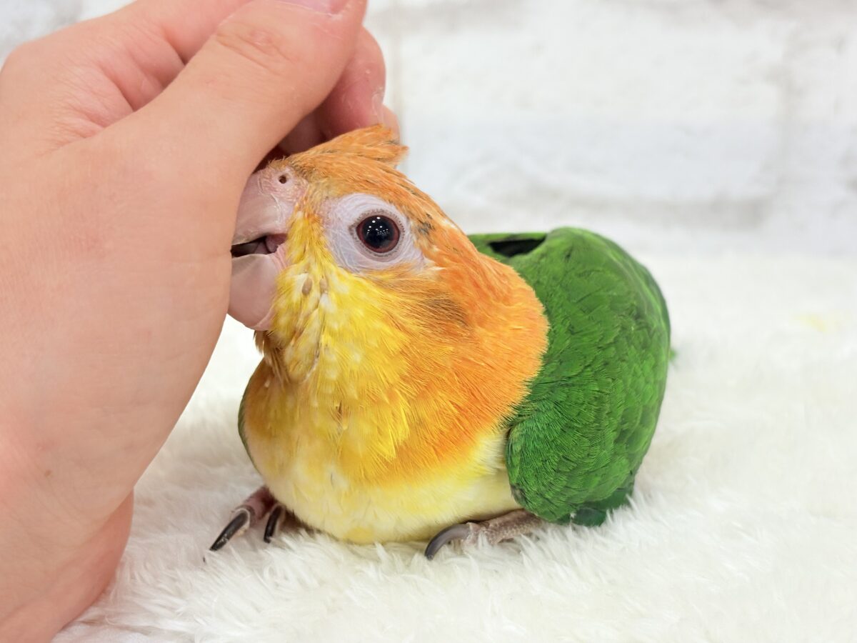 シロハラインコ