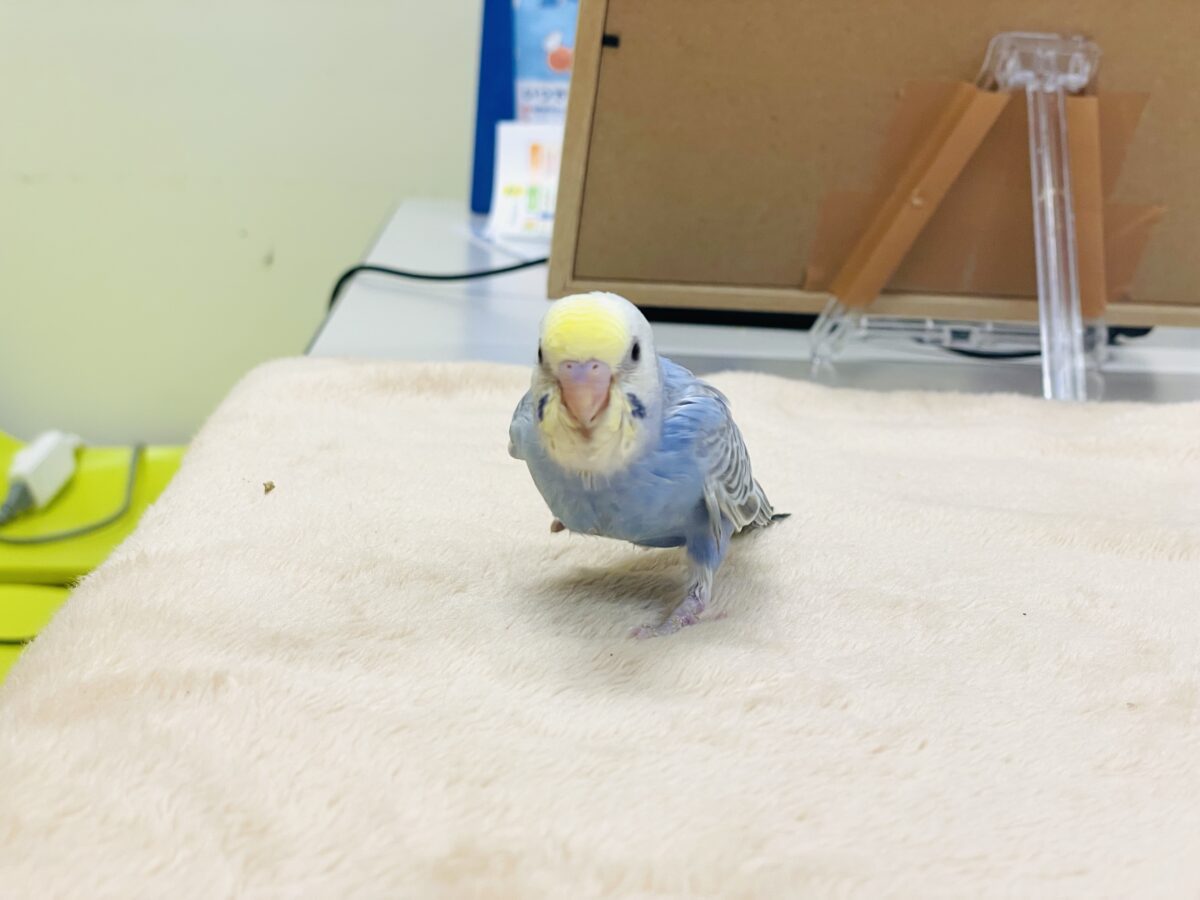 セキセイインコ