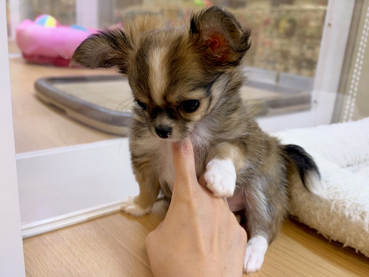 ふわふわもちもち(♡ω♡)チワワくん チワワ