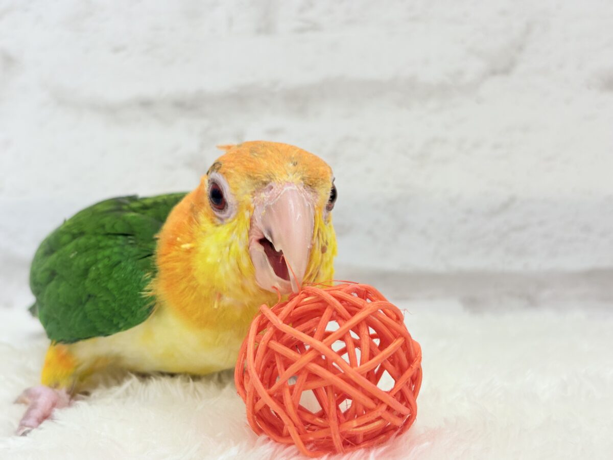シロハラインコ