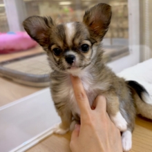 ふわふわもちもち(♡ω♡)チワワくん