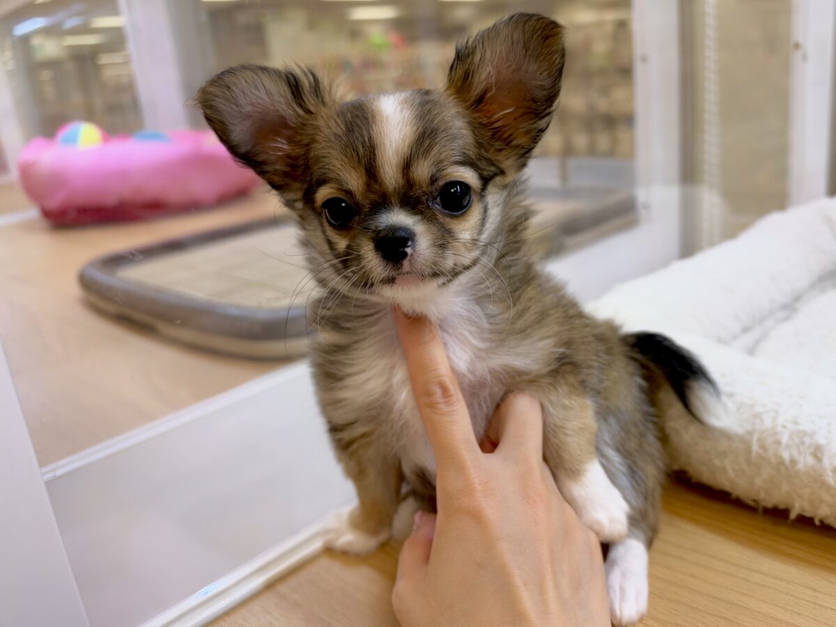 ふわふわもちもち(♡ω♡)チワワくん チワワ