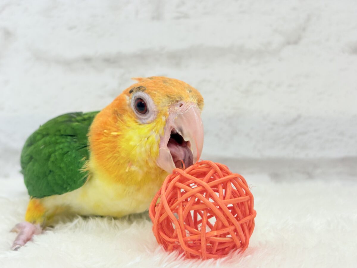 シロハラインコ