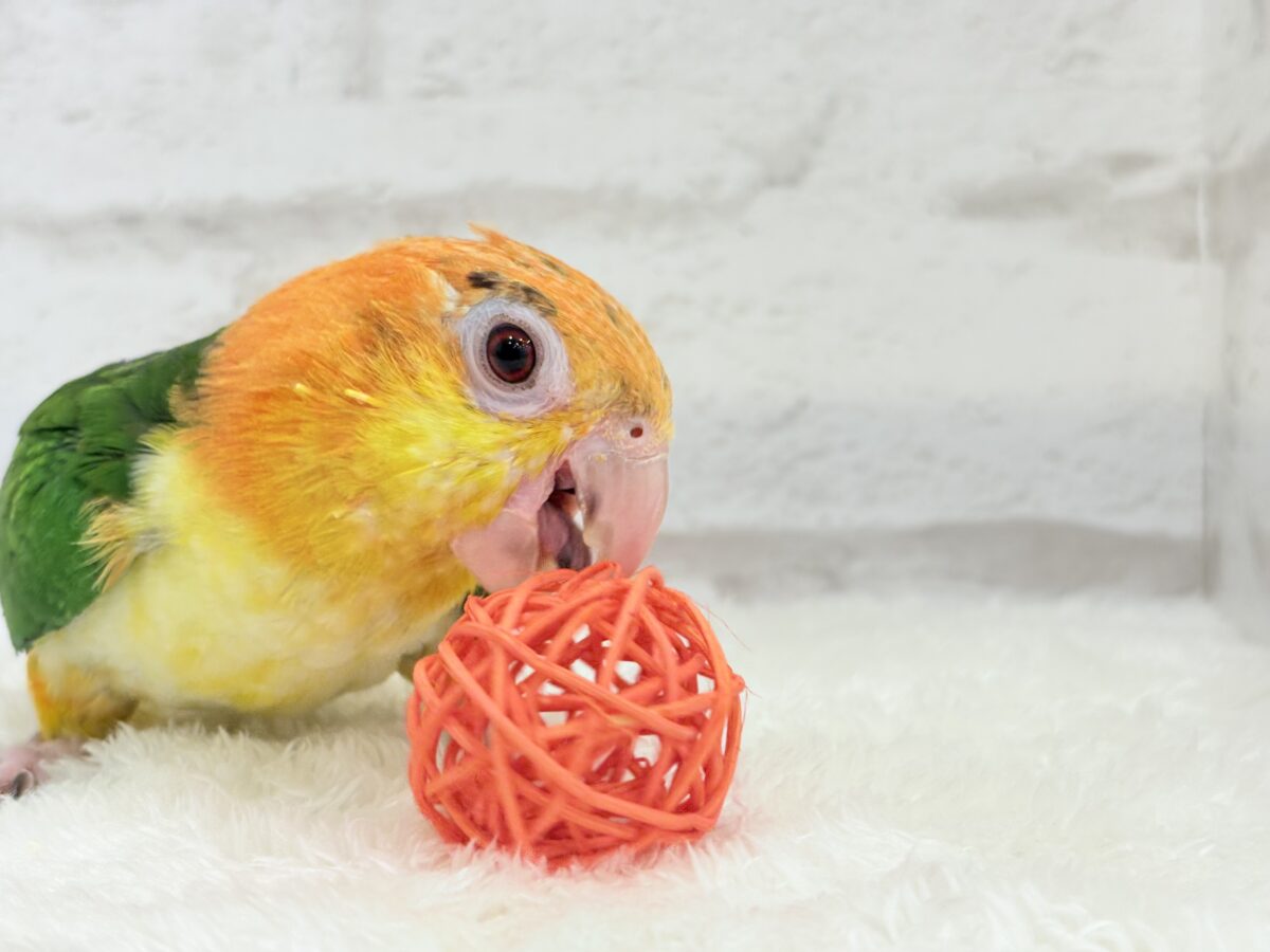 シロハラインコ