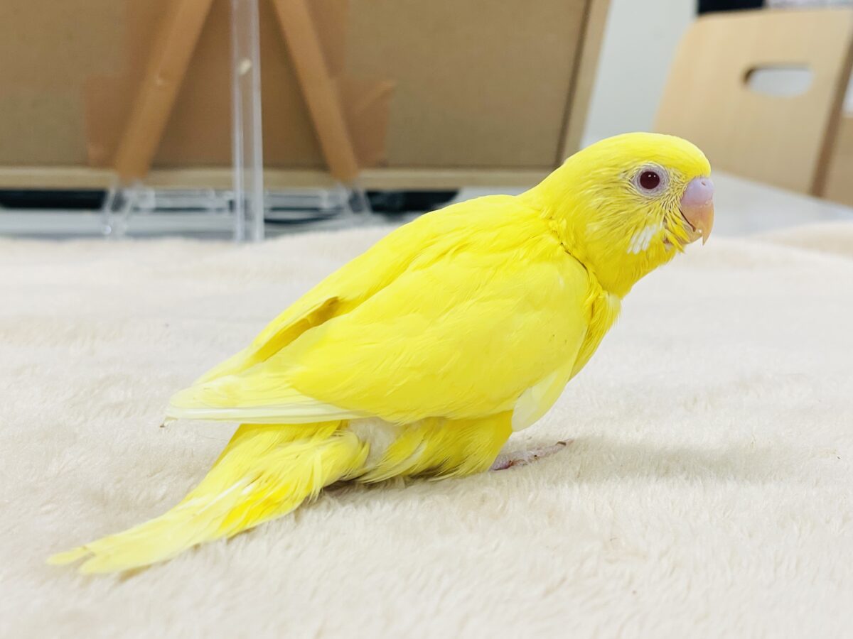 【最新画像】気分はモデルさん👍💛❤️セキセイインコ(ルチノー)ヒナ セキセイインコ