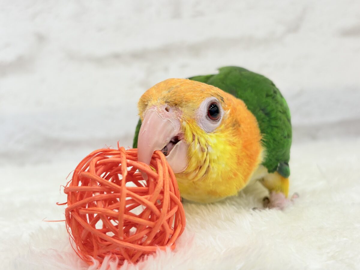 シロハラインコ