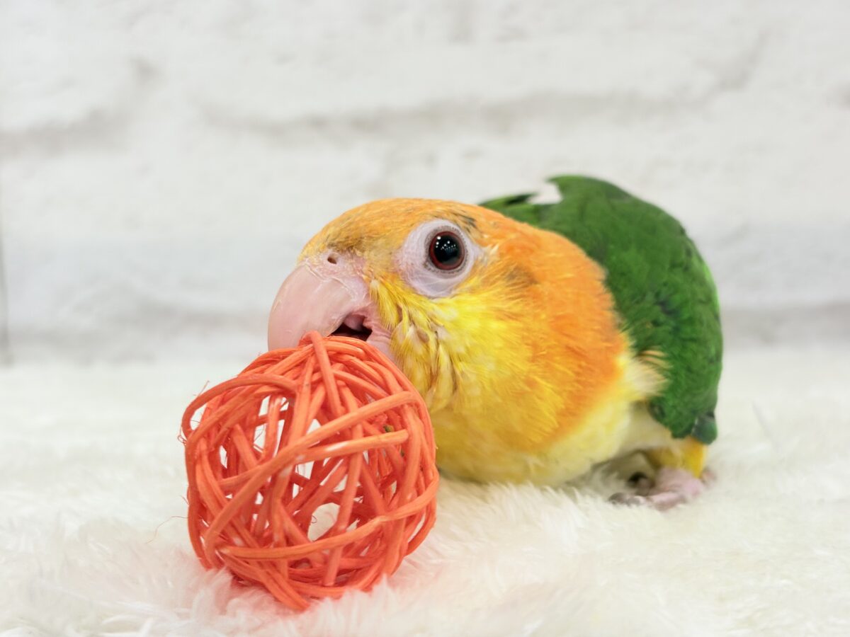 シロハラインコ
