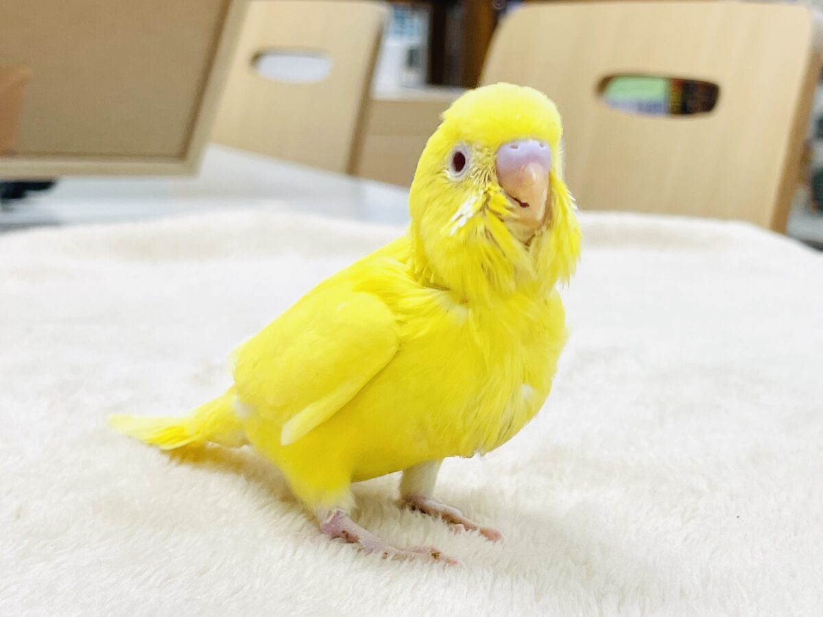 【最新画像】気分はモデルさん👍💛❤️セキセイインコ(ルチノー)ヒナ 【最新画像】気分はモデルさん👍💛❤️セキセイインコ(ルチノー)ヒナ