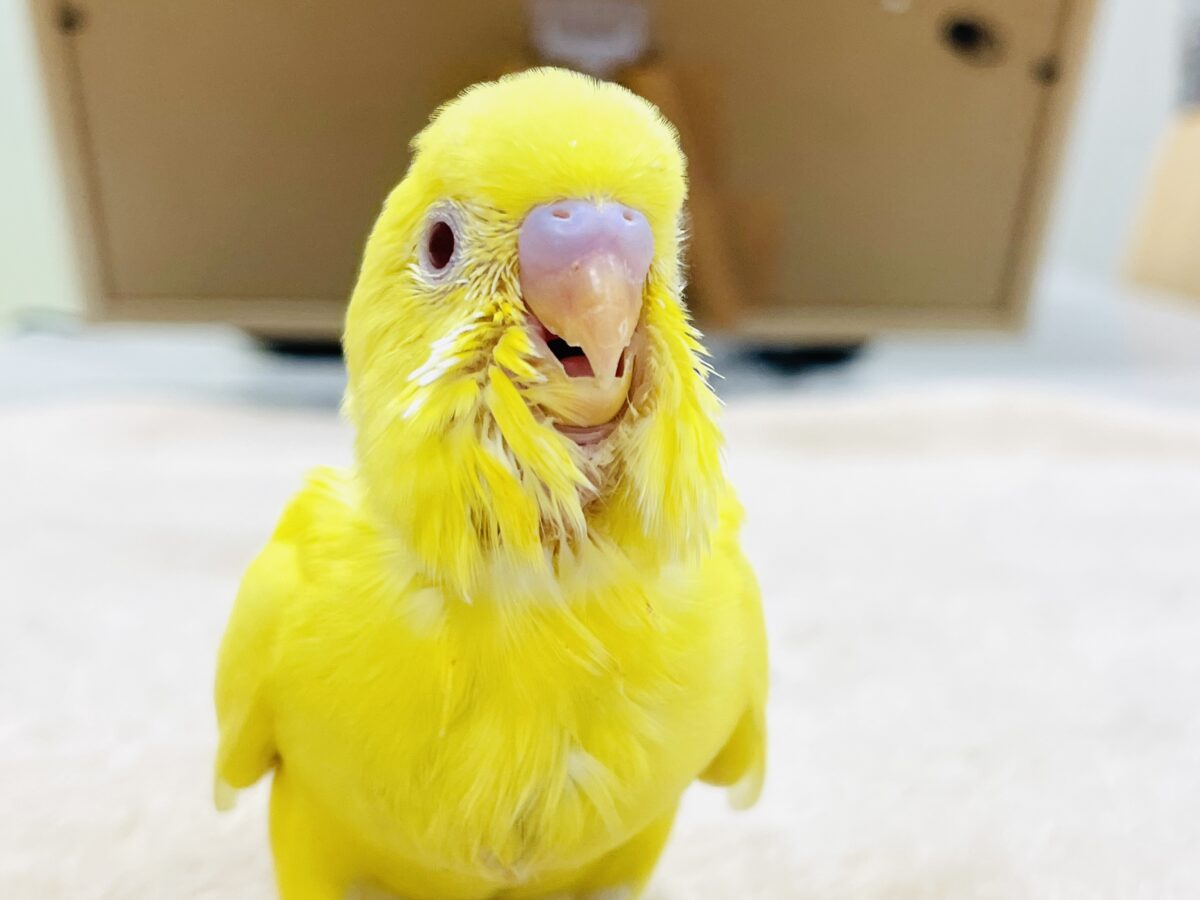 【最新画像】気分はモデルさん👍💛❤️セキセイインコ(ルチノー)ヒナ セキセイインコ