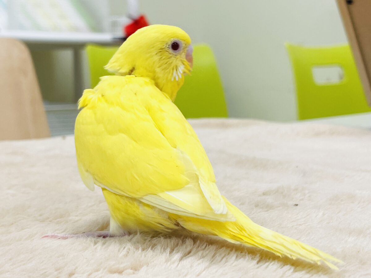 【最新画像】気分はモデルさん👍💛❤️セキセイインコ(ルチノー)ヒナ セキセイインコ