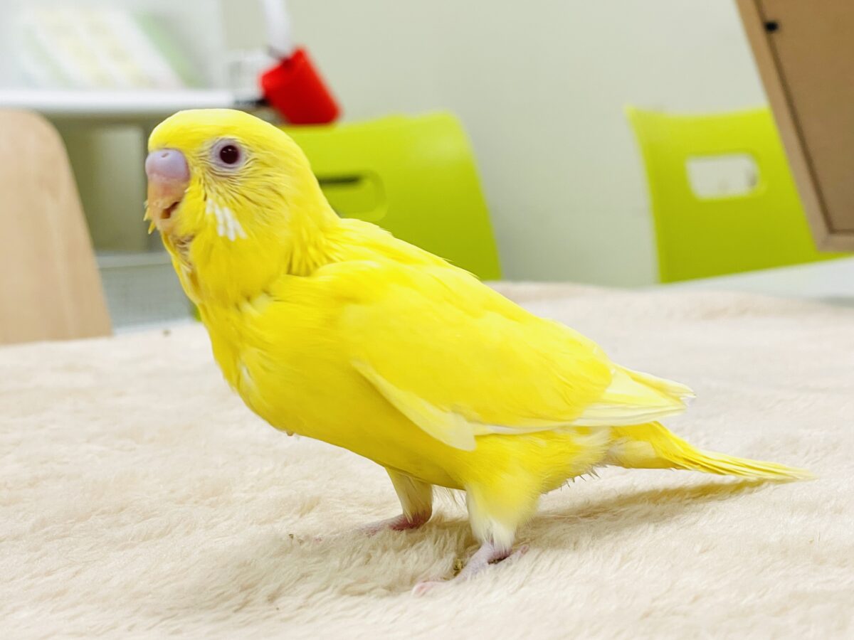 【最新画像】気分はモデルさん👍💛❤️セキセイインコ(ルチノー)ヒナ セキセイインコ