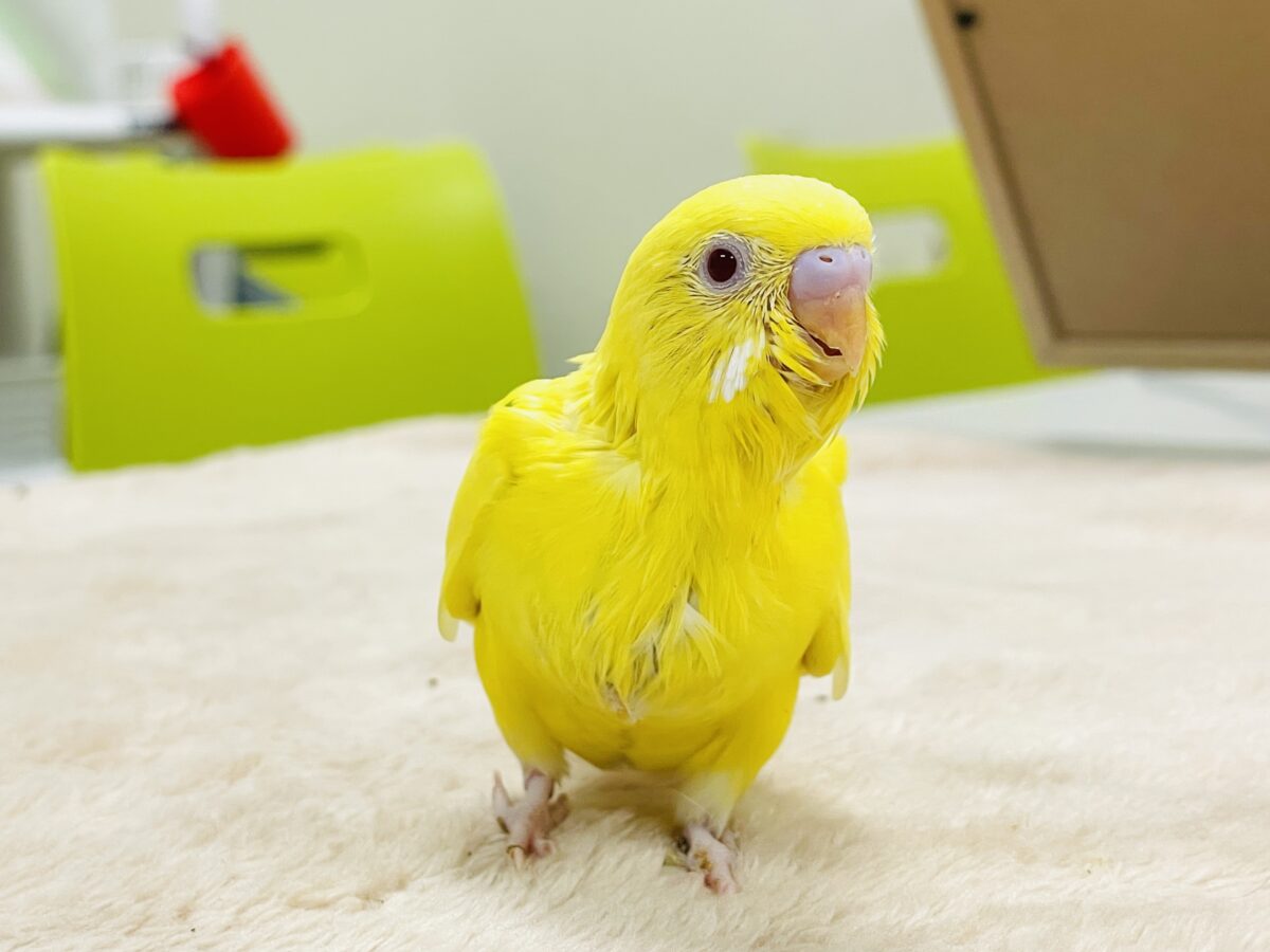 【最新画像】気分はモデルさん👍💛❤️セキセイインコ(ルチノー)ヒナ セキセイインコ