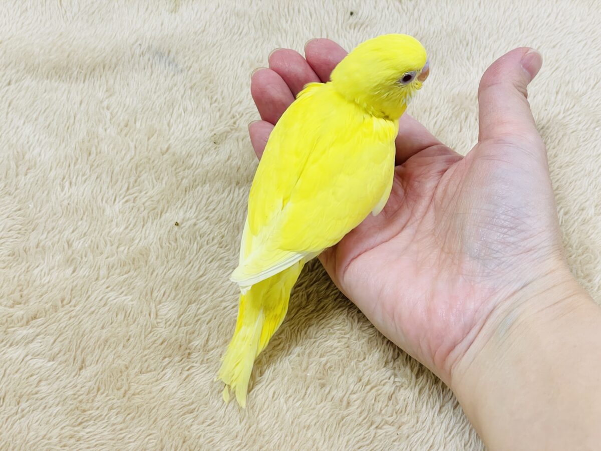 【最新画像】気分はモデルさん👍💛❤️セキセイインコ(ルチノー)ヒナ セキセイインコ