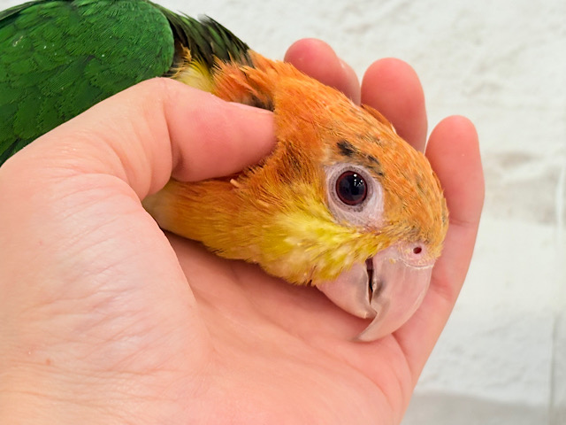 元気いっぱいやんちゃっ子🐥🍊🧡シロハラインコ(女の子) ヒナ