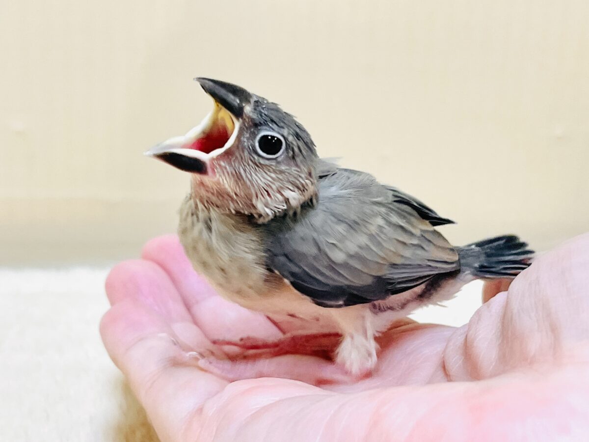 桜文鳥