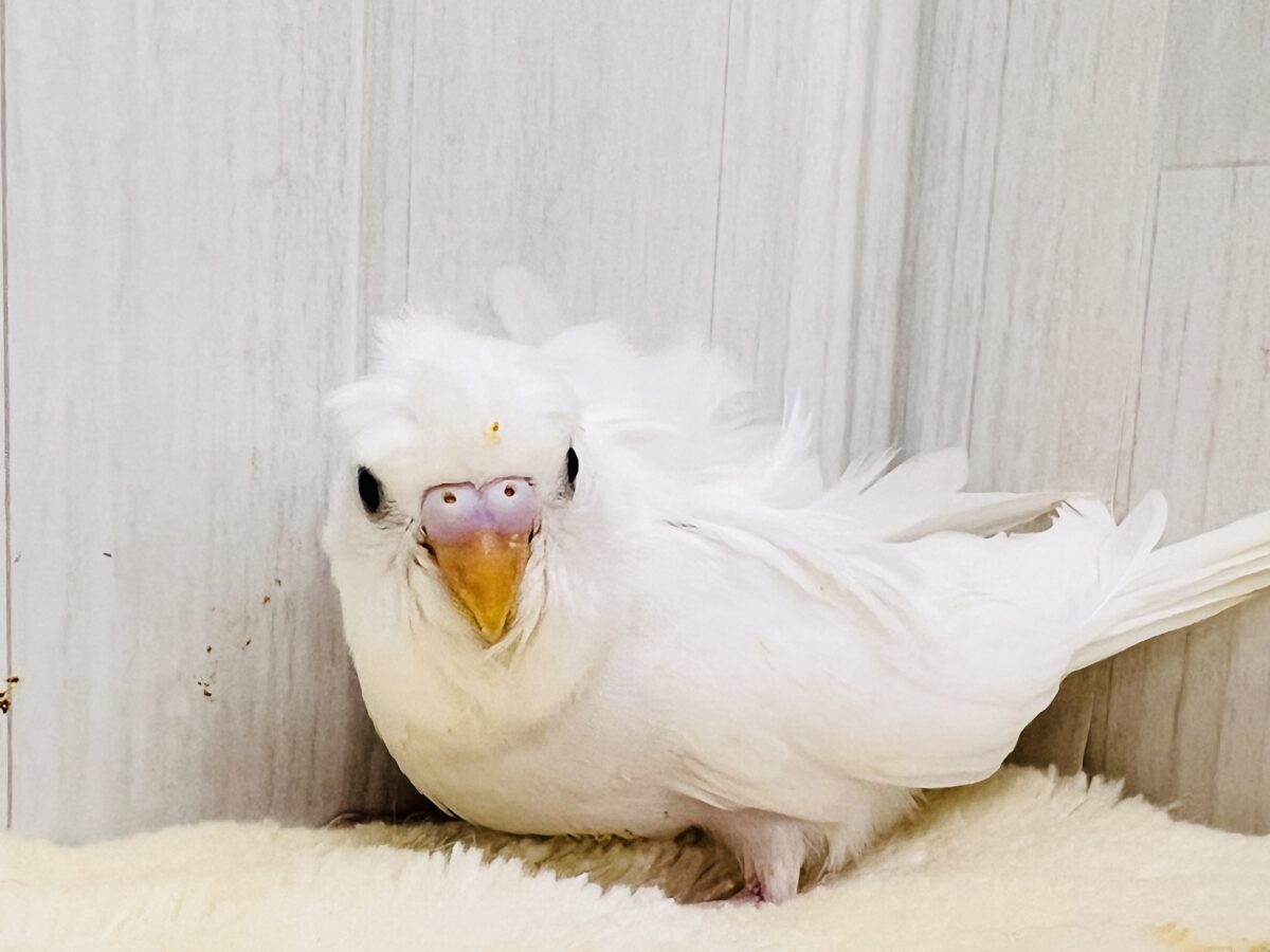 羽衣セキセイインコ