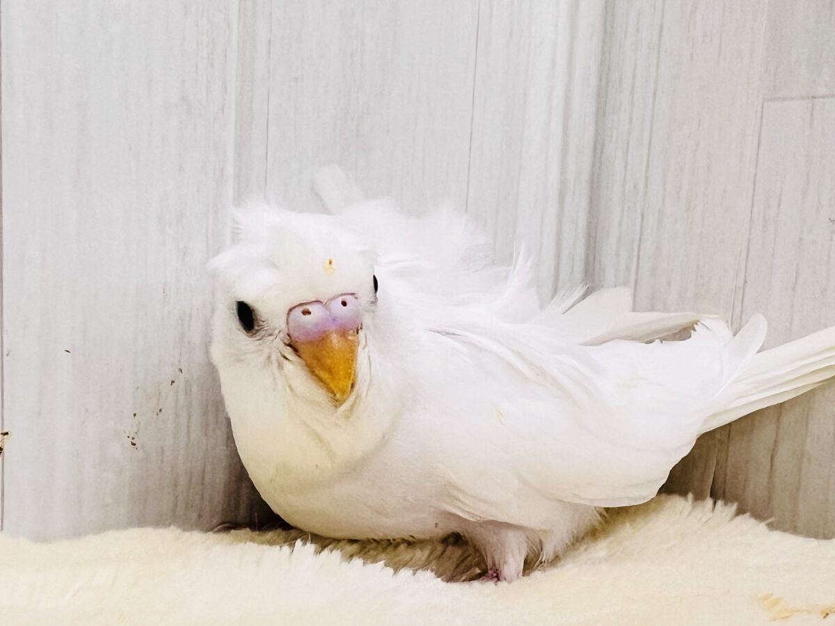 羽衣セキセイインコ