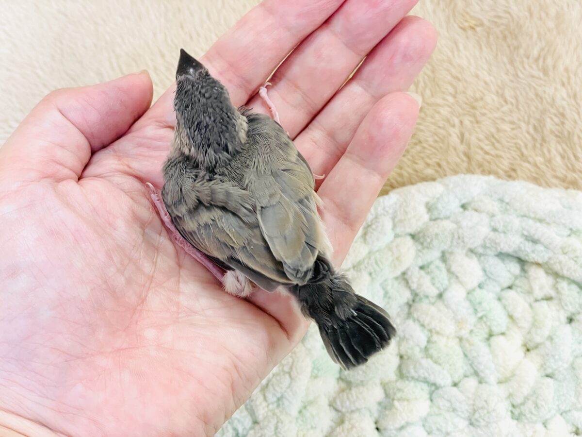 桜文鳥