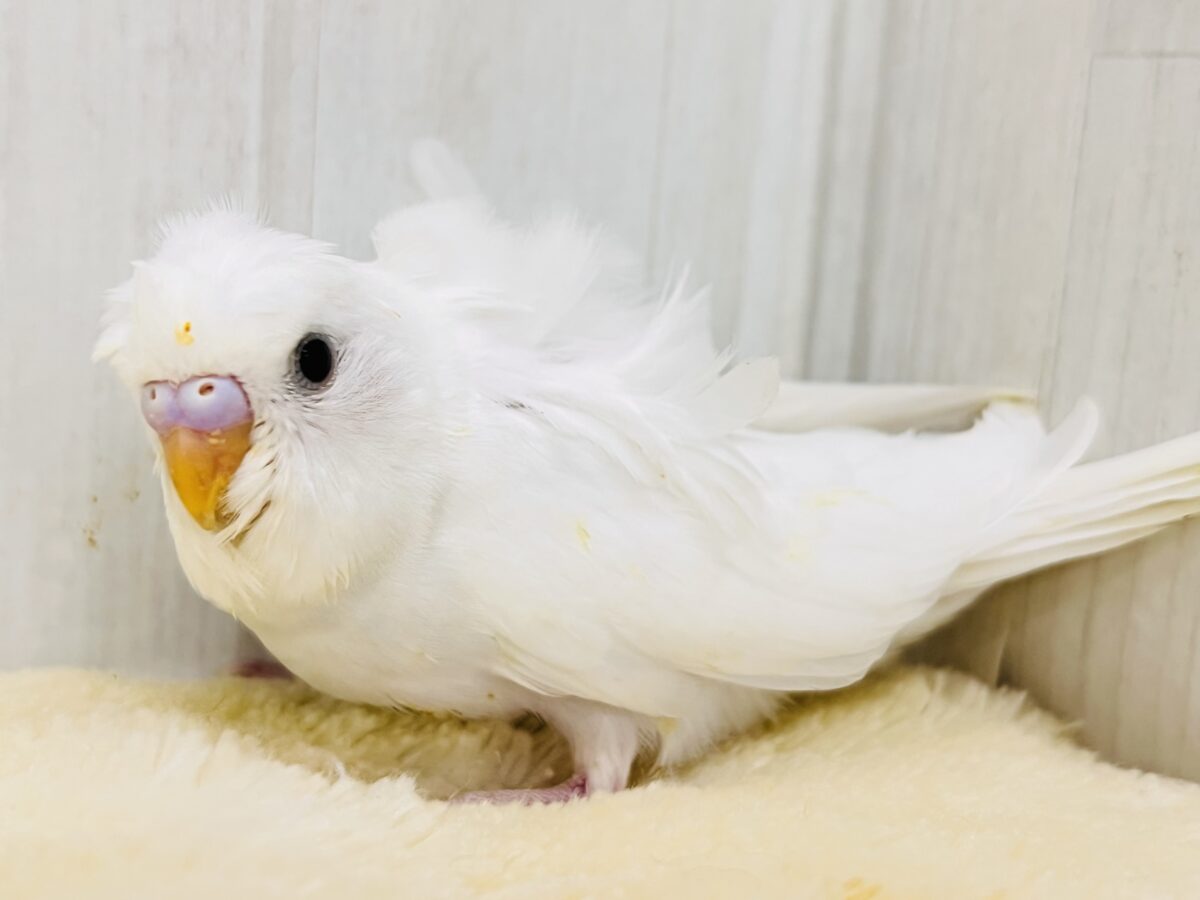 美意識高め✨オシャレな天使🪽パッと華やかな羽衣セキセイインコ（ホワイトダブルファクター）