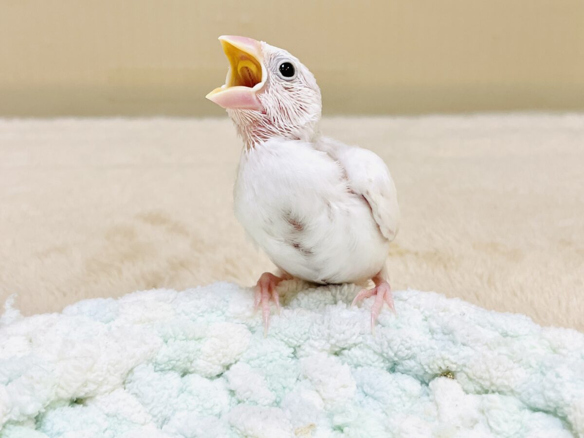 【最新画像】すくすく成長中🤍白文鳥ちゃん(ヒナ) 白文鳥