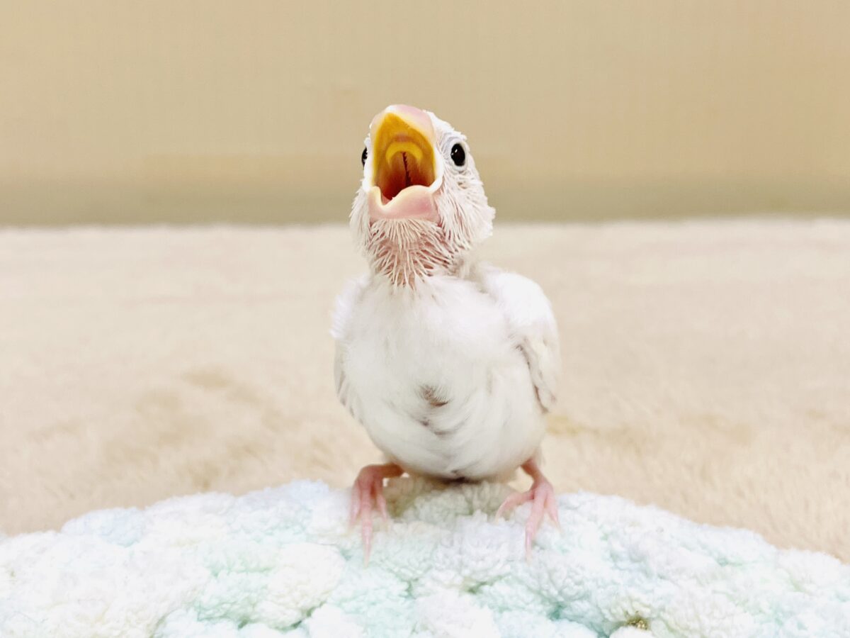 【最新画像】すくすく成長中🤍白文鳥ちゃん(ヒナ) 白文鳥