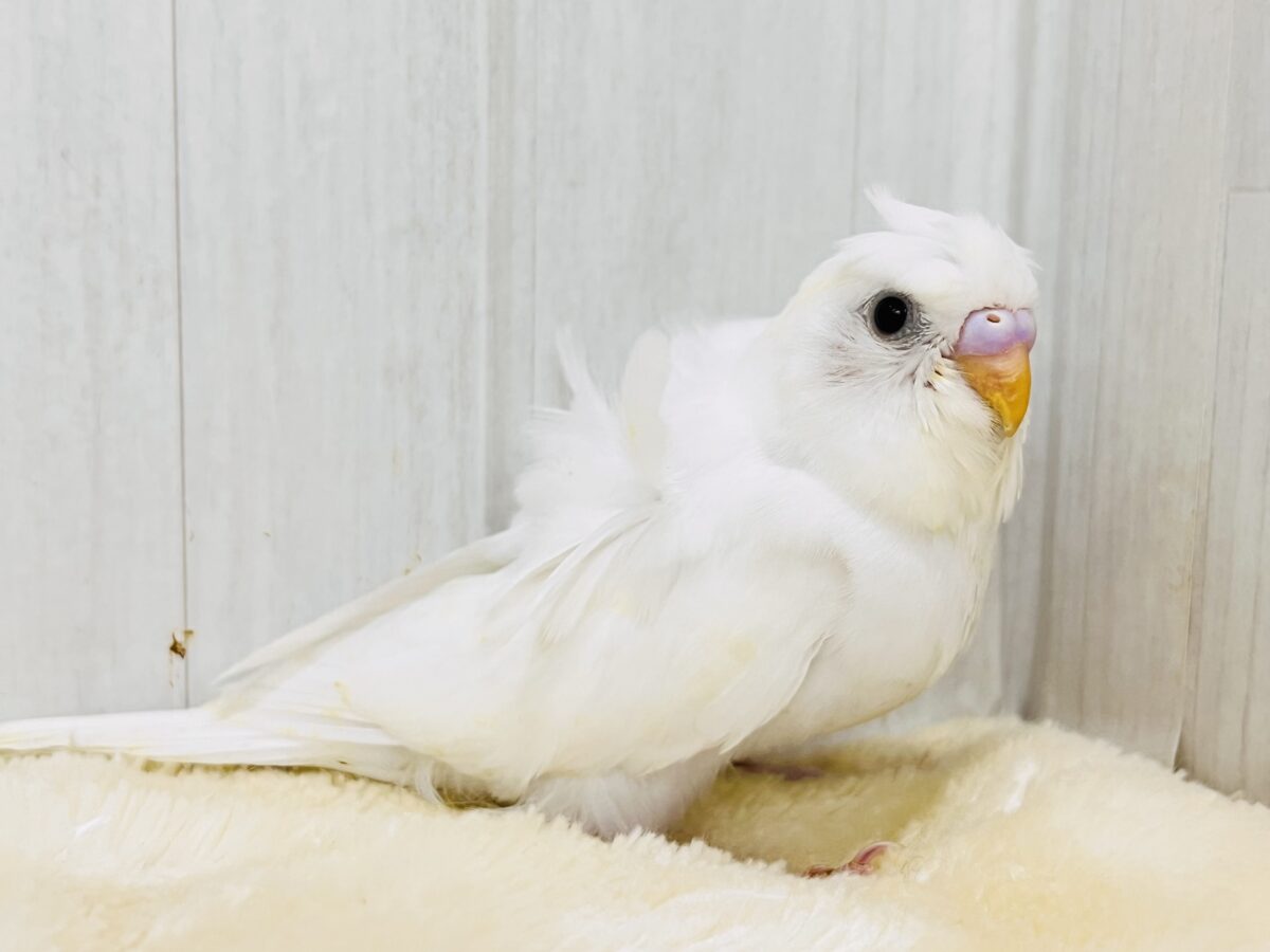 羽衣セキセイインコ