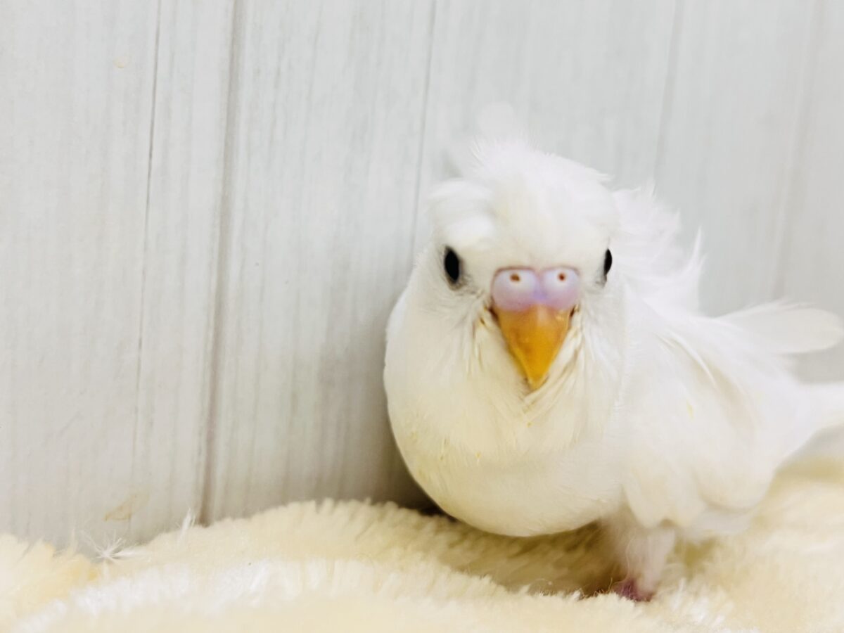 羽衣セキセイインコ