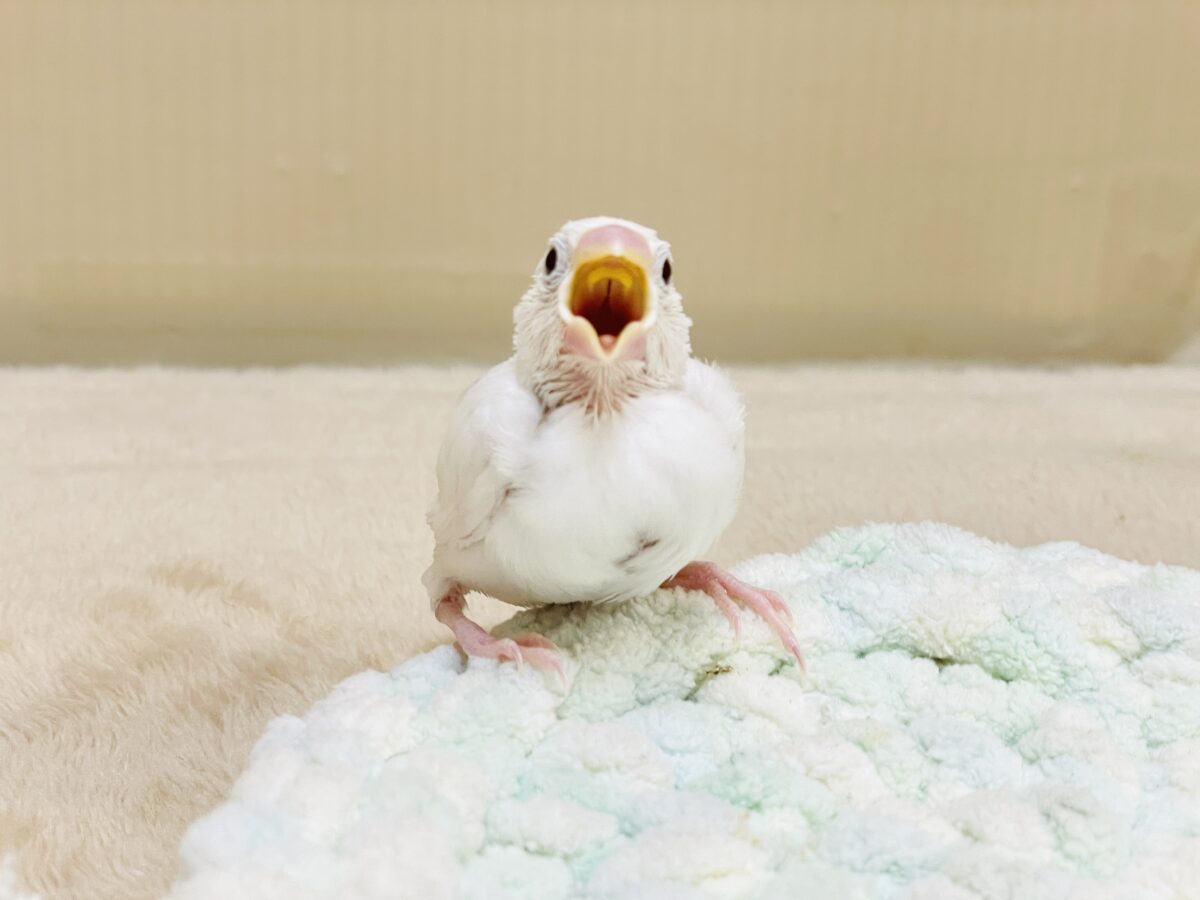 【最新画像】すくすく成長中🤍白文鳥ちゃん(ヒナ) 白文鳥